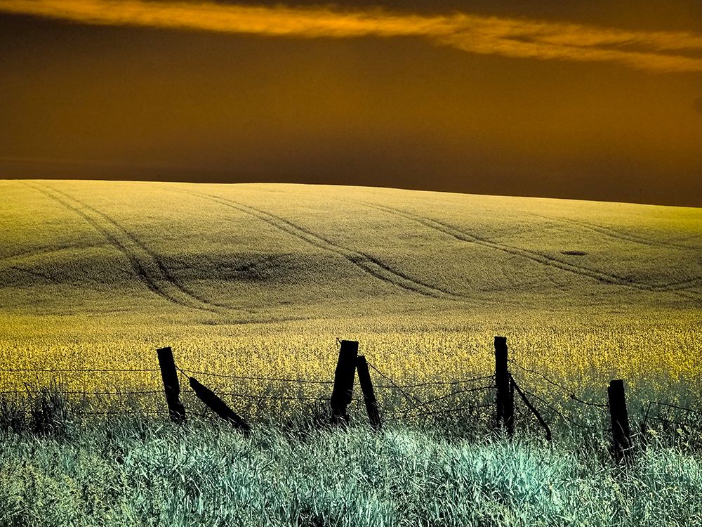 USA-Washington State-Palouse region-Fence and field of wheat